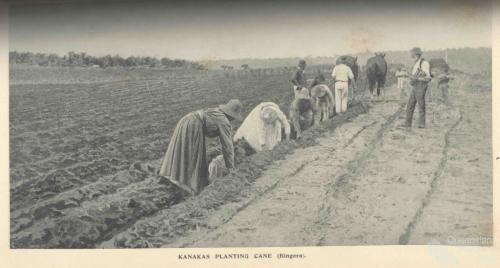 South Sea Islanders planting cane, Bingera, 1897