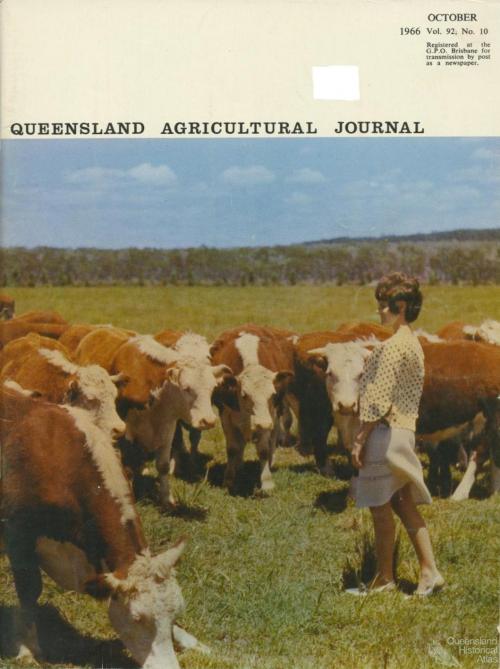 Hereford Herd, Coolum Research Station, 1966