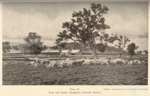 Ewes and lambs, Glengallan Homestead, Warwick, 1937