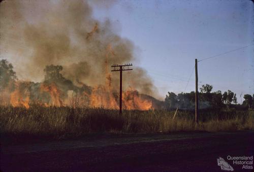 Burning sugar cane near Cairns, 1965