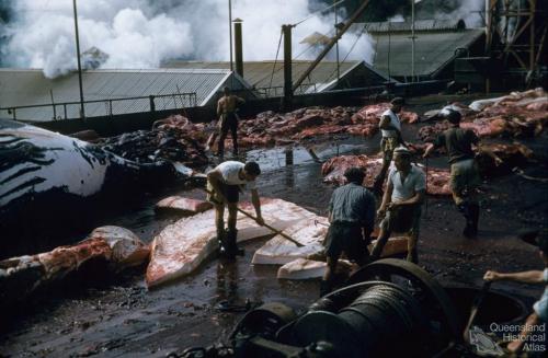 Flensing deck, Tangalooma whaling station, 1960