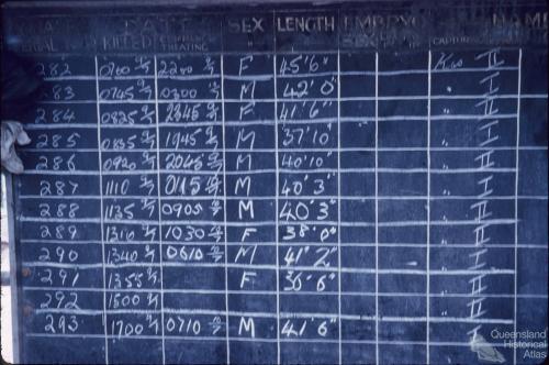 The data board, Tangalooma whaling station, 1960