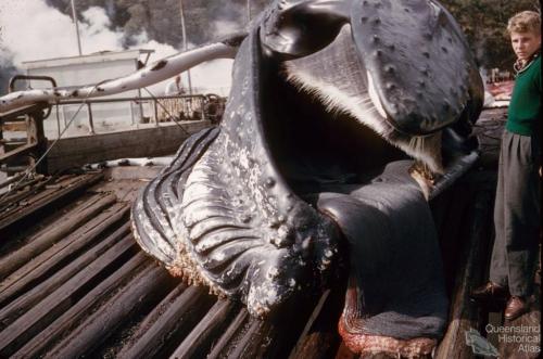 Flensing deck, Tangalooma whaling station, 1960