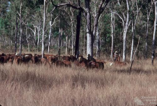 Cattle droving between Laura and 'The Twelve Mile' waterhole, 1982