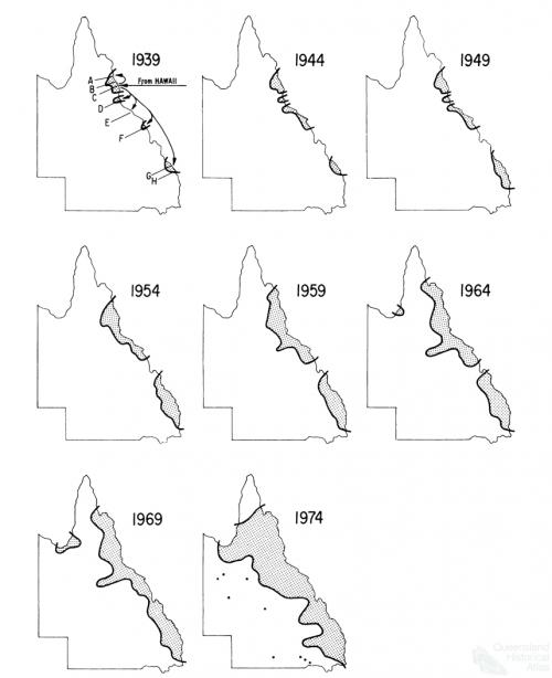 Geographical expansion of Bufo marinus in Queensland, 1981