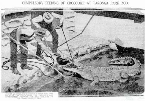 Compulsory feeding of crocodile at Taronga Park Zoo, 1934