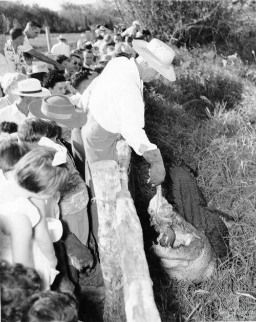 Crocodile feeding at Mount St John Zoo, 1957