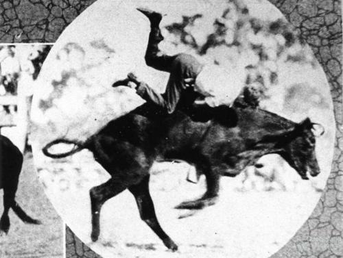 Bull riding at the Mount St John rodeo, 1933