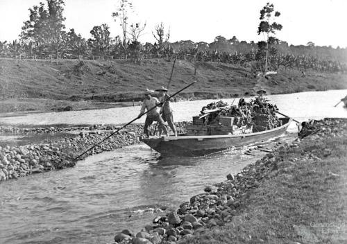 Chinese transporting bananas by punt, Innisfail, c1885