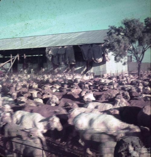 Shearing shed, Colston Homestead, Winton, 1979