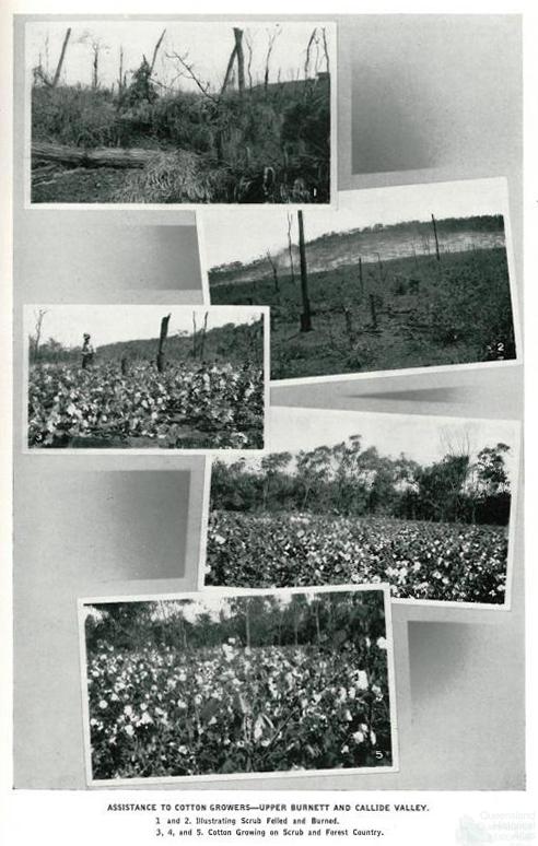 Assistance to cotton growers, Upper Burnett and Callide Valley, 1937