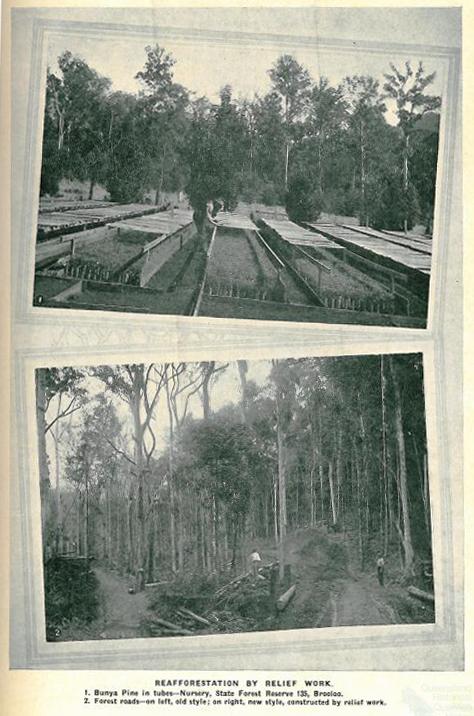 Reafforestation by relief work, Queensland, 1931 