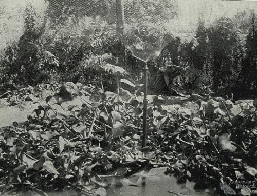 Inside the Gordonvale garden gazebo, 1935