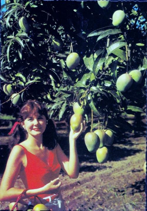 Promotional postcard for the Bowen mango 