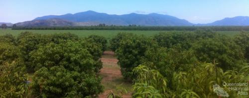 Mango plantation