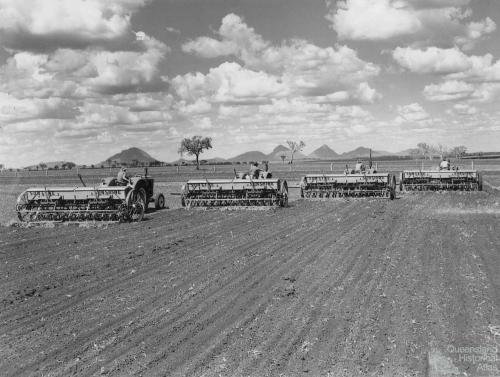 Planting the first sorghum crop on Peak Downs, January 1949