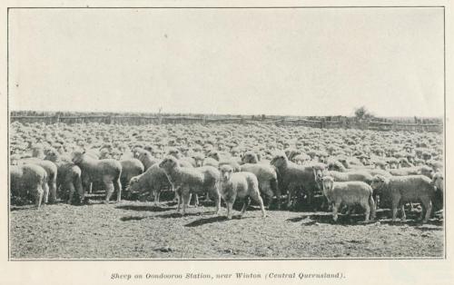 Sheep on Oondooroo Station, near Winton, 1915