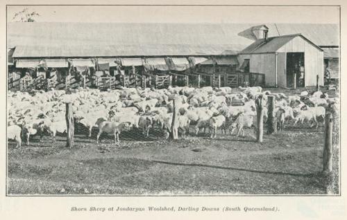 Shorn sheep at Jondaryan Woolshed, Darling Downs, 1915