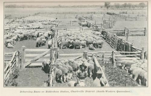 Dehorning rams on Biddenham Station, Charleville, 1915