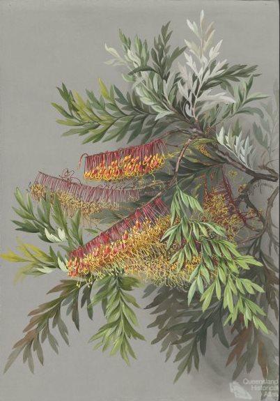 Grevillea robusta Cunningham (silky oak), c1880s