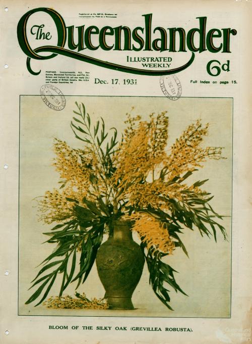 Bloom of the silky oak, The Queenslander, 17 December 1931