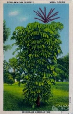 Queensland umbrella tree, Miami, 1913