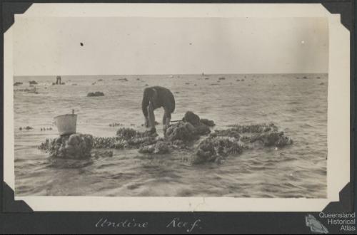 Collecting at Undine Reef, Low Isles, 1928