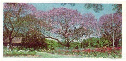 Jacaranda card, 1959