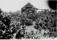 Prickly pear infestation, Chinchilla, 1920s