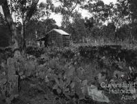 Prickly pear treatment, Chinchilla, 1928-29