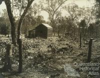 Prickly pear treatment, Chinchilla, 1928-29