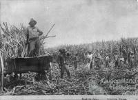 South Sea Islanders, loading sugar cane, c1890