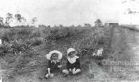 Atthow’s pineapple farm, Lindum, Brisbane, 1914