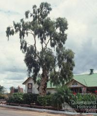 Tree of Knowledge, Barcaldine, 1991