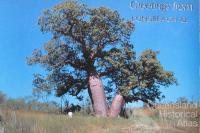 Greetings from Longreach postcard featuring the bottle tree