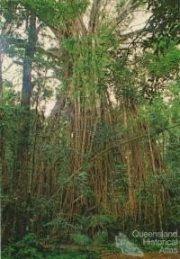 Cathedral Fig Tree, Lake Barrine