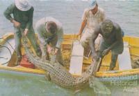 Crocodile hunting, North Queensland