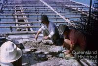 Pearling industry Torres Strait, 1965-66