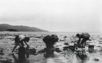 Fossicking at low tide was one of the main activities for early holiday makers, c1932