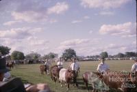 Cattle walk-by at the show, Barcaldine, 1962