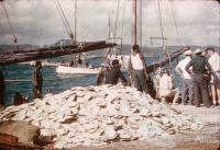 Pearl shell on the wharf, Thursday Island, 1958