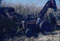 Mechanical harvest of sugar-cane, Kingaroy Shire, 1956