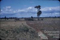 Land clearing, Kingaroy Shire, 1955