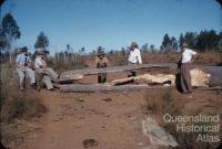 Drought feeding bottle trees to cattle, Monogorilby, c1955