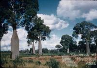 Bottle trees, Boondoomba, c1959