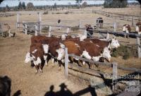 Breeders, Kemsdale Cattle Station (17,000 acres), near Jandowae, 1956