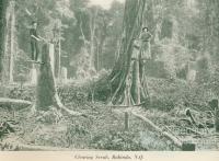 Clearing scrub, Babinda, c1925