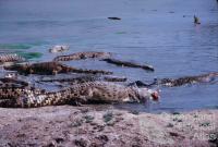 Edward River Mission (now Pormpuraaw) crocodile farm, 1990