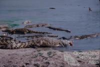 Edward River Mission (now Pormpuraaw) crocodile farm, 1990