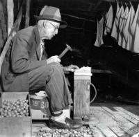 Breaking macadamia nuts with a hammer, c1957